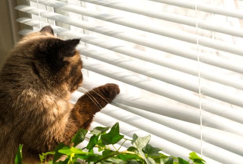 Cat looking out through white faux-wood-blinds
