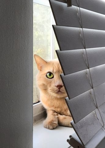 Red Cat behind the window  blinds
