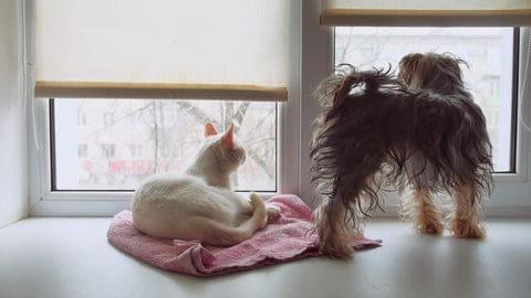 A cat and a dog looking outside a window with roller shades